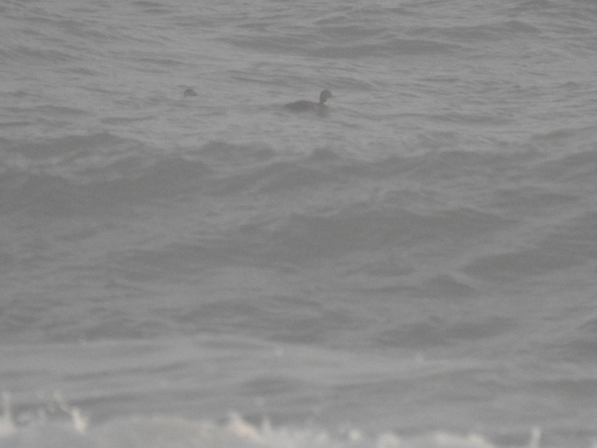 Common Scoter - ML645275536