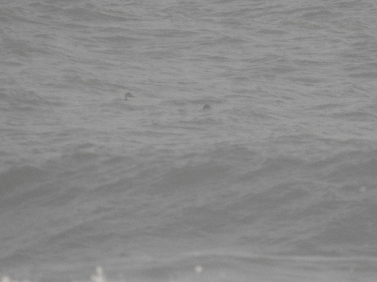 Common Scoter - ML645275537