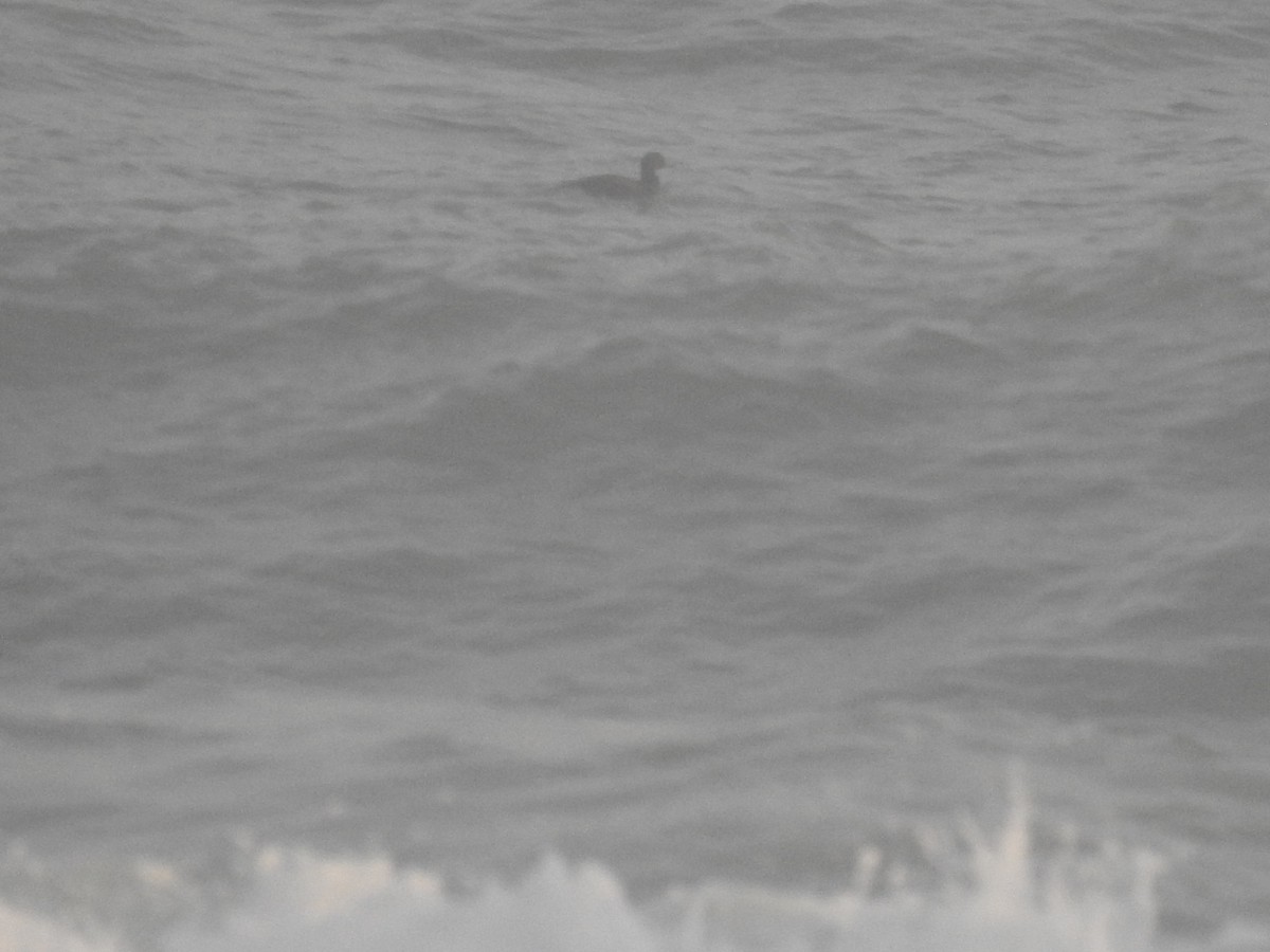 Common Scoter - ML645275538