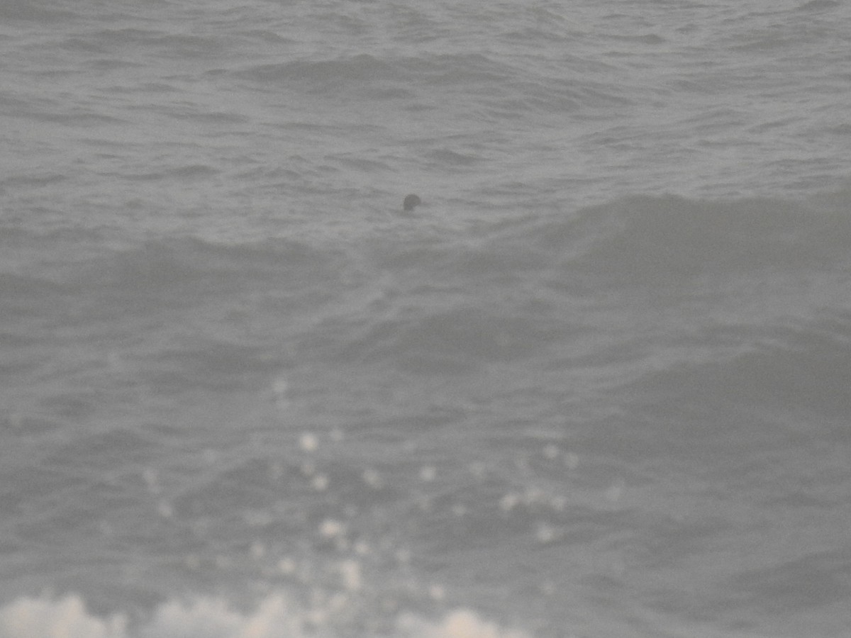 Common Scoter - ML645275540