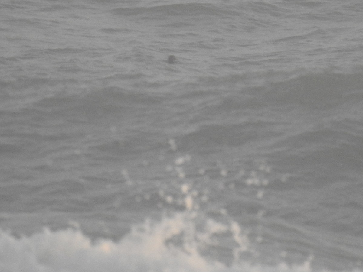 Common Scoter - ML645275542