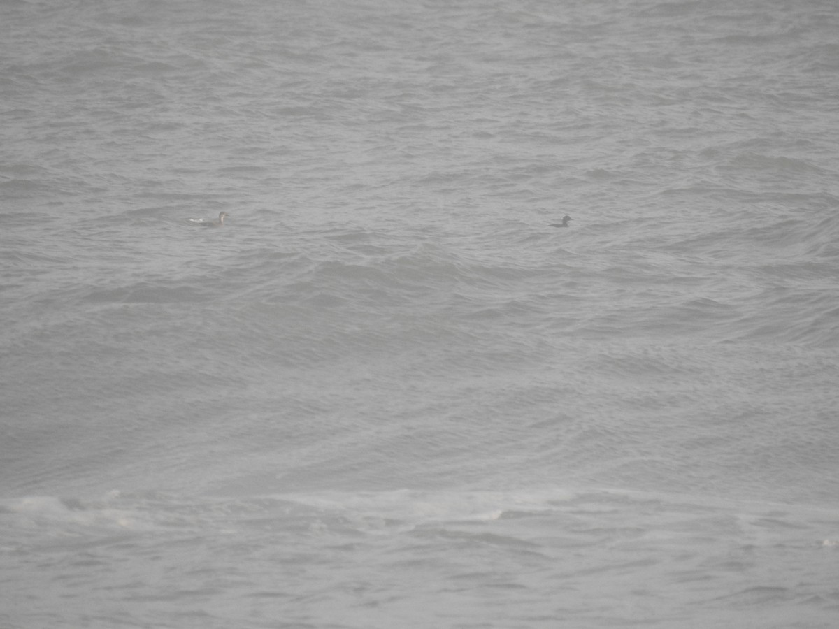 Common Scoter - ML645275543