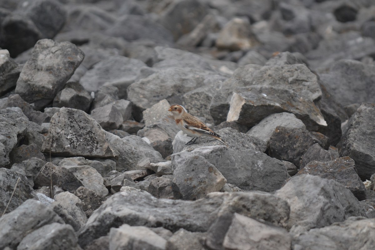 Snow Bunting - ML645275546