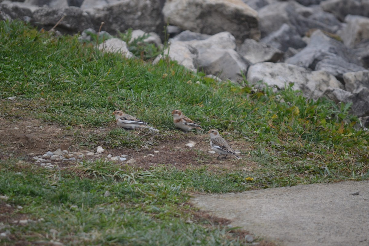 Snow Bunting - ML645275547