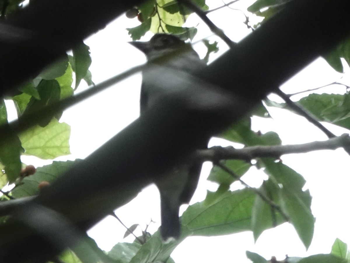 Masked Tityra - ML645275548