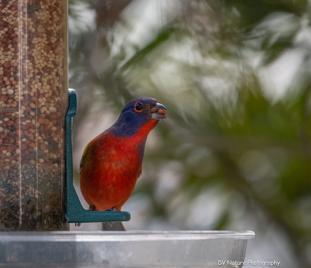 Painted Bunting - ML645275549