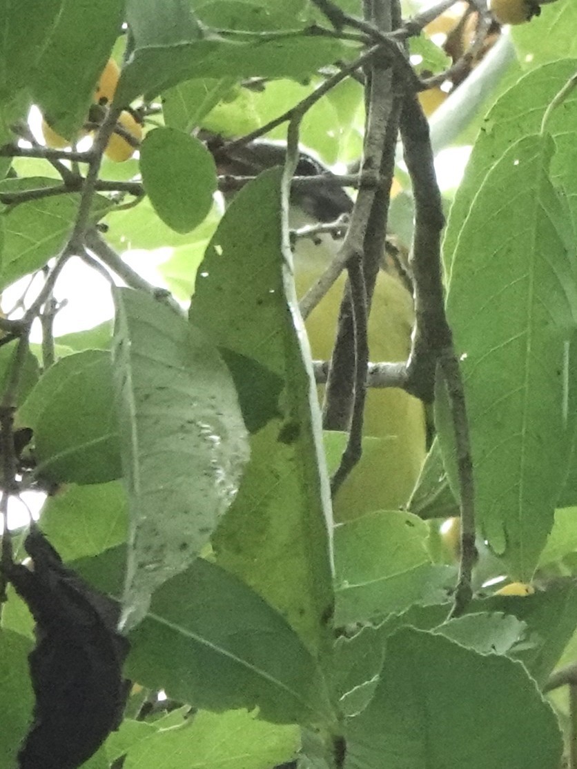 Sosyal Tiran - ML645275567