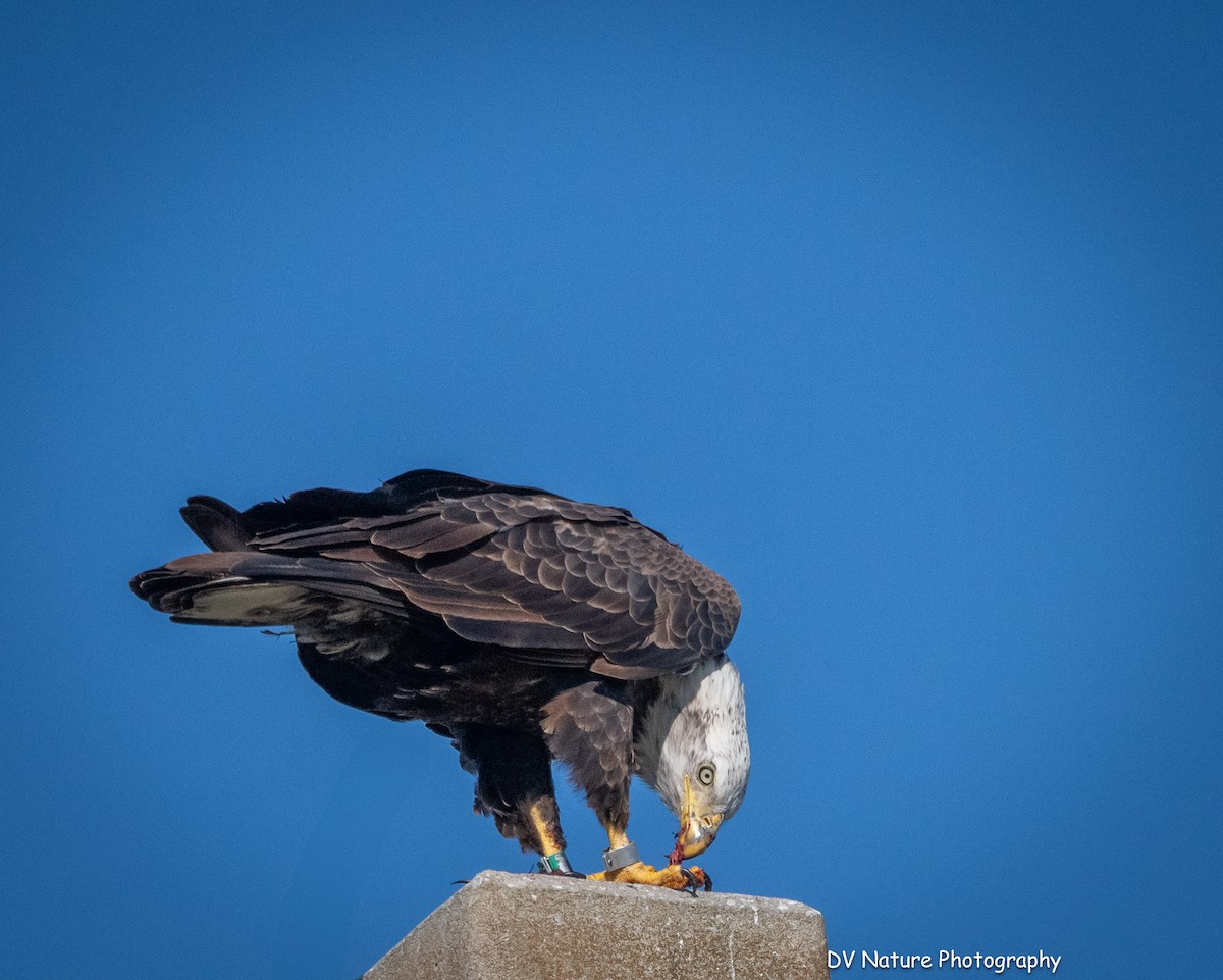 Bald Eagle - ML645275572