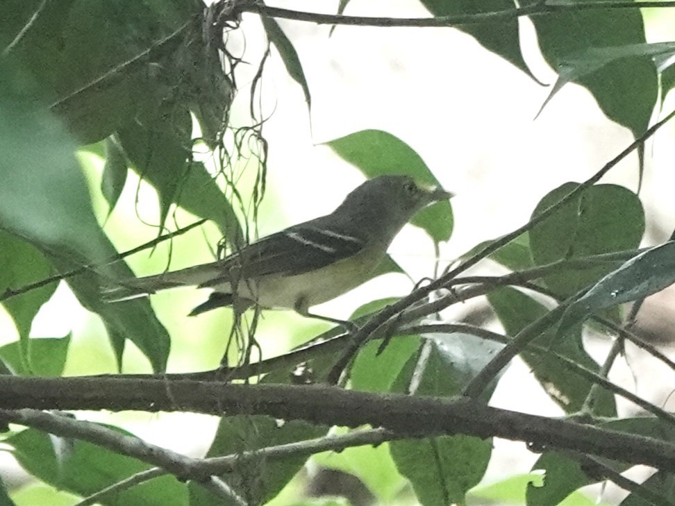 White-eyed Vireo - ML645275582