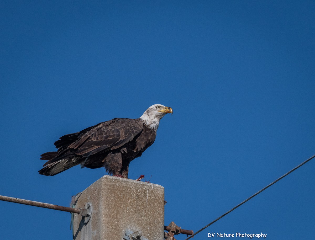 Bald Eagle - ML645275593