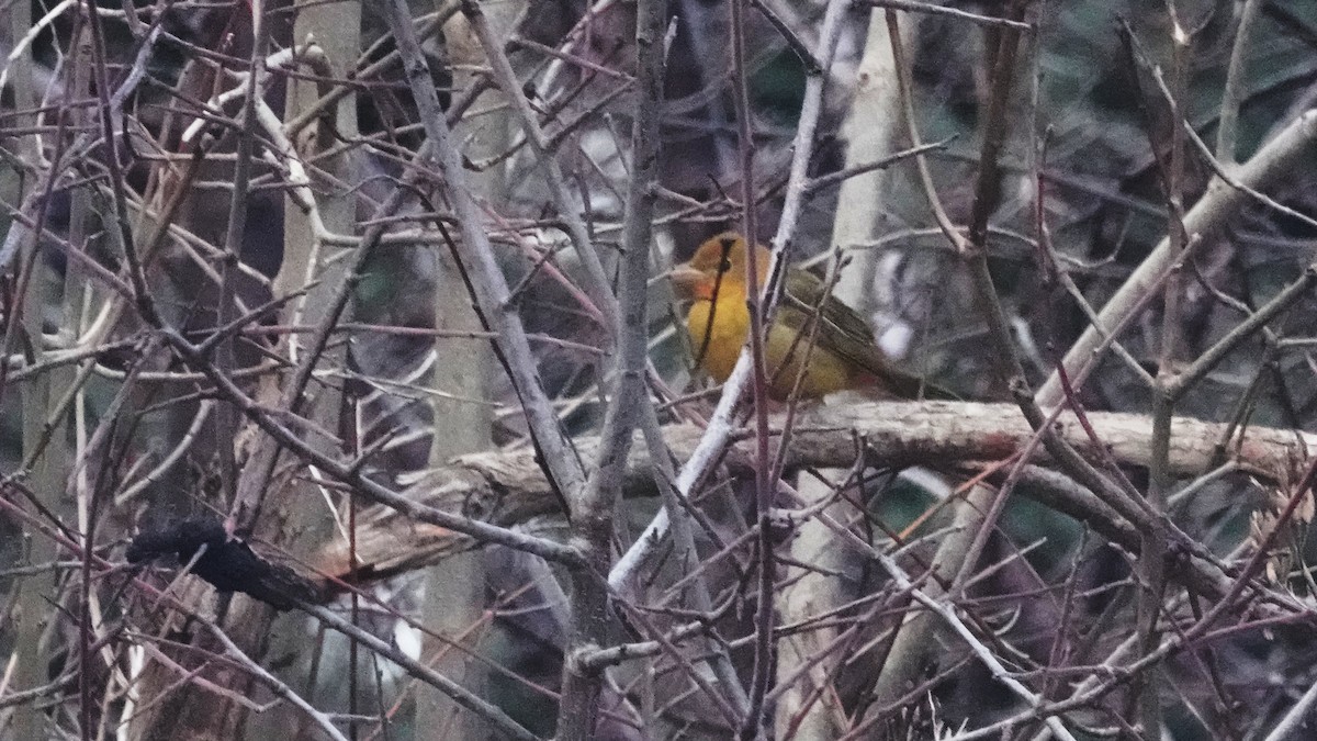 Summer Tanager - ML645275615