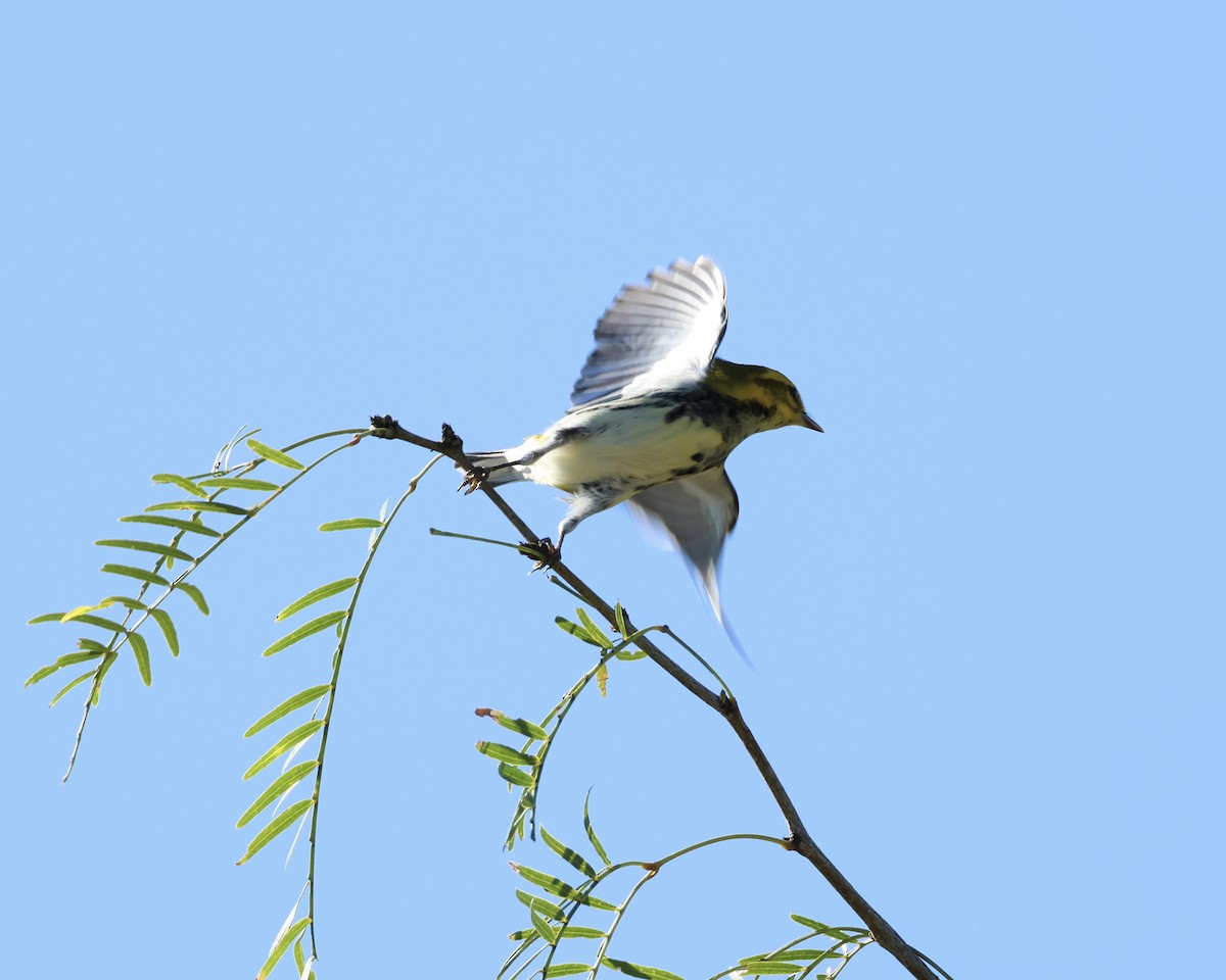 Black-throated Green Warbler - ML645275633