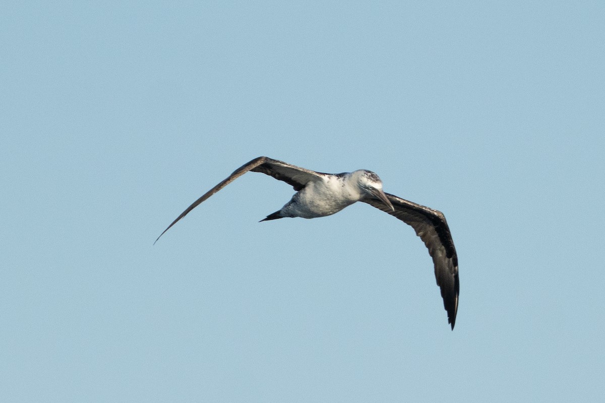 Alcatraz Atlántico - ML645275665