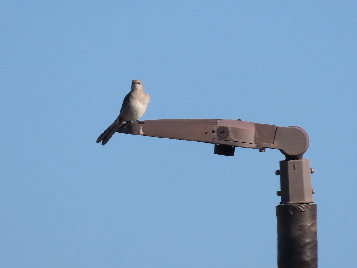 Northern Mockingbird - ML645275666