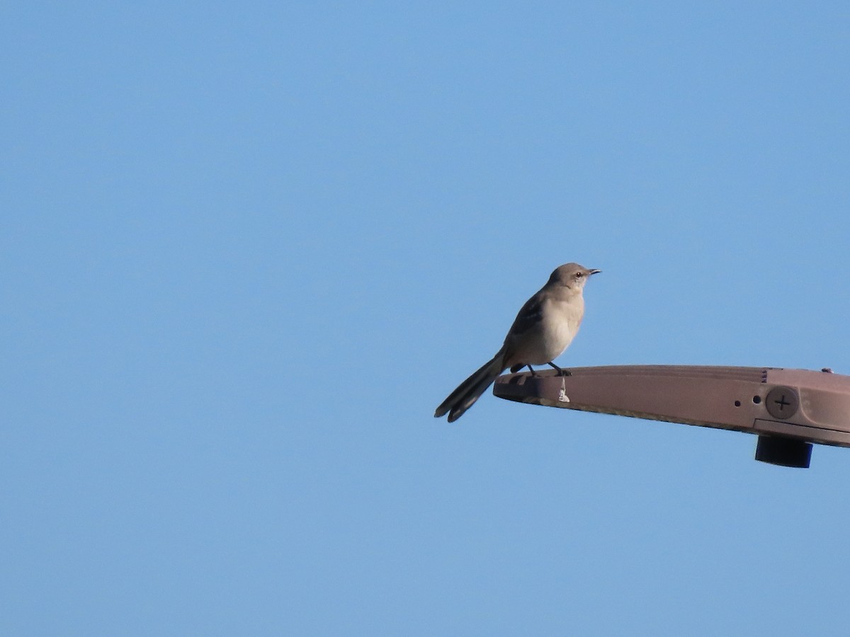 Northern Mockingbird - ML645275667
