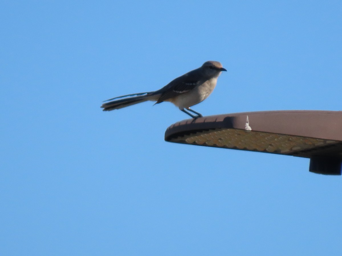 Northern Mockingbird - ML645275668