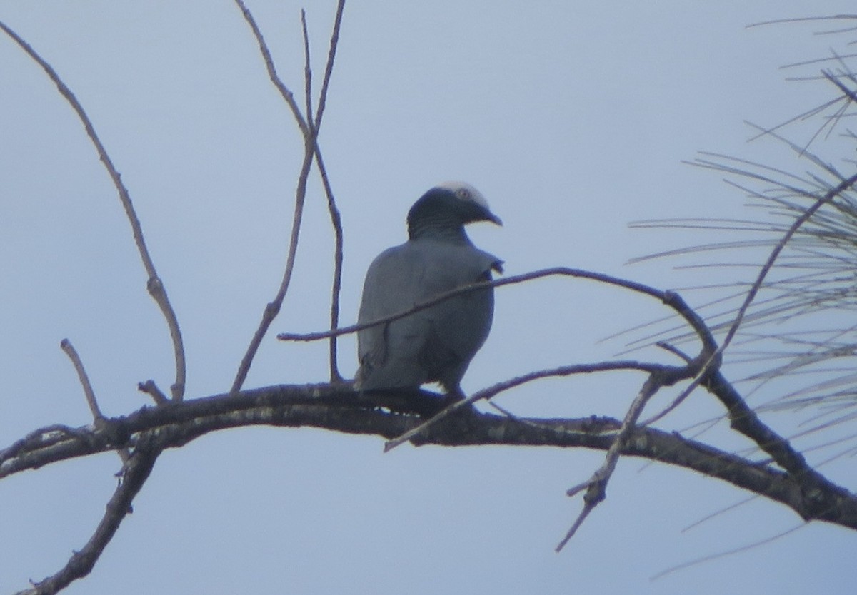 White-crowned Pigeon - ML645275670