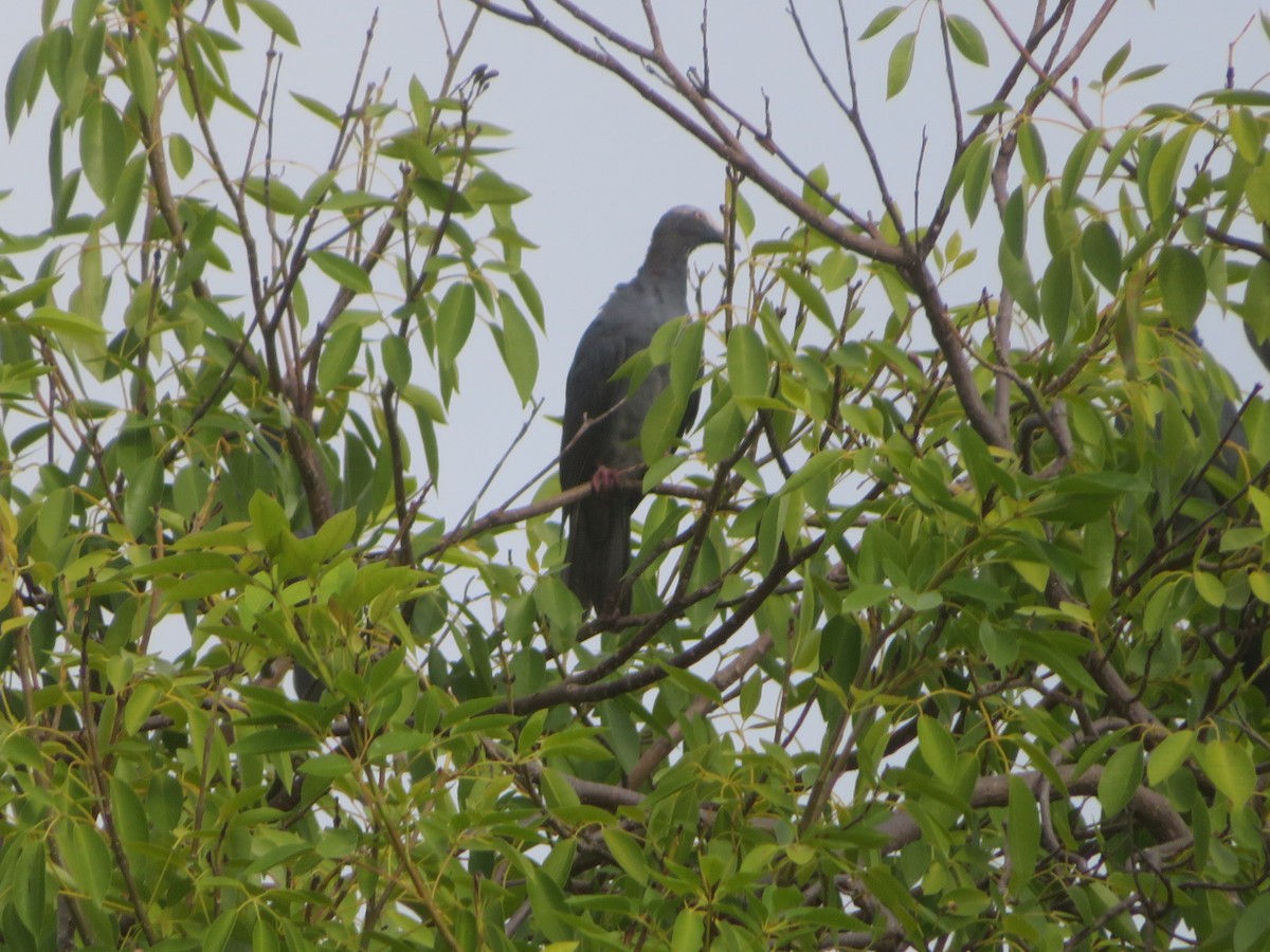 White-crowned Pigeon - ML645275671