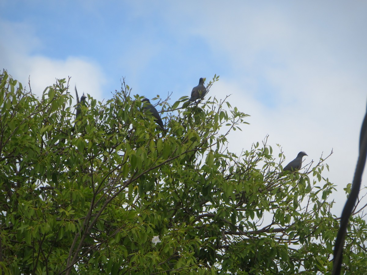 White-crowned Pigeon - ML645275672