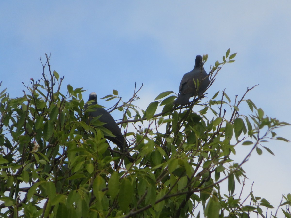 White-crowned Pigeon - ML645275673