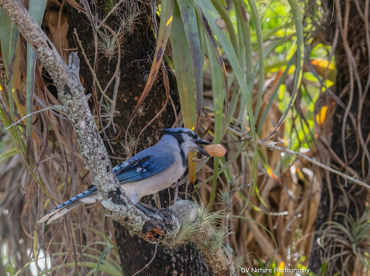 Blue Jay - ML645275674