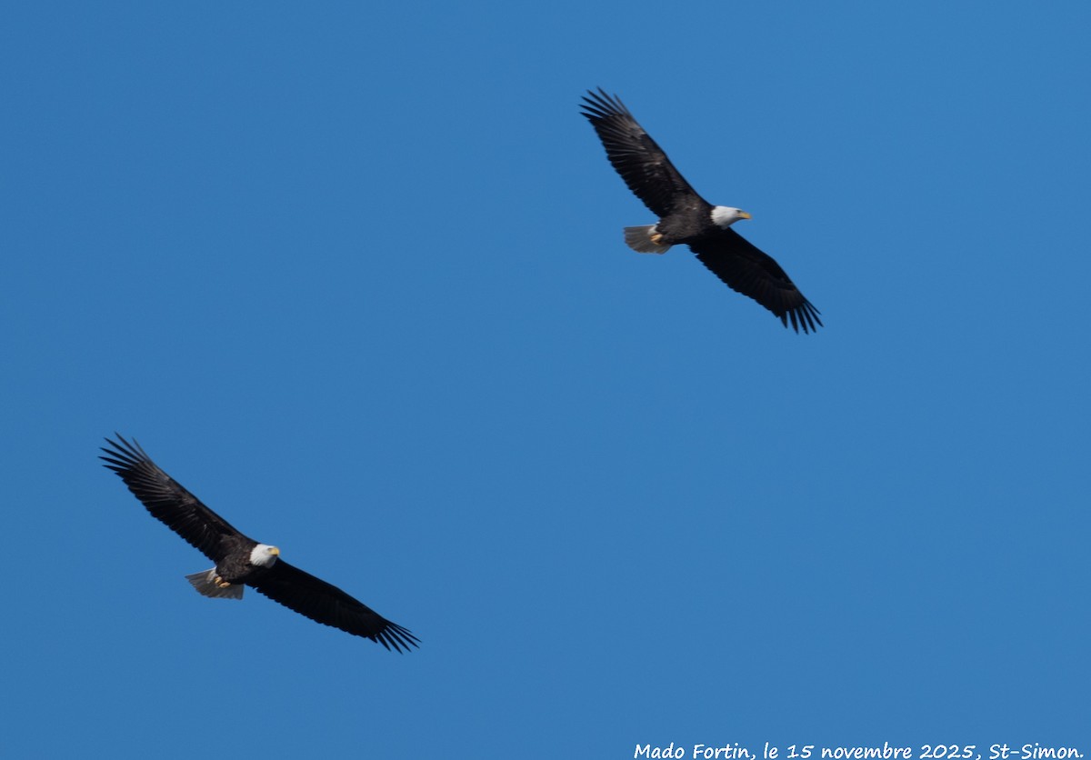 Bald Eagle - ML645275678