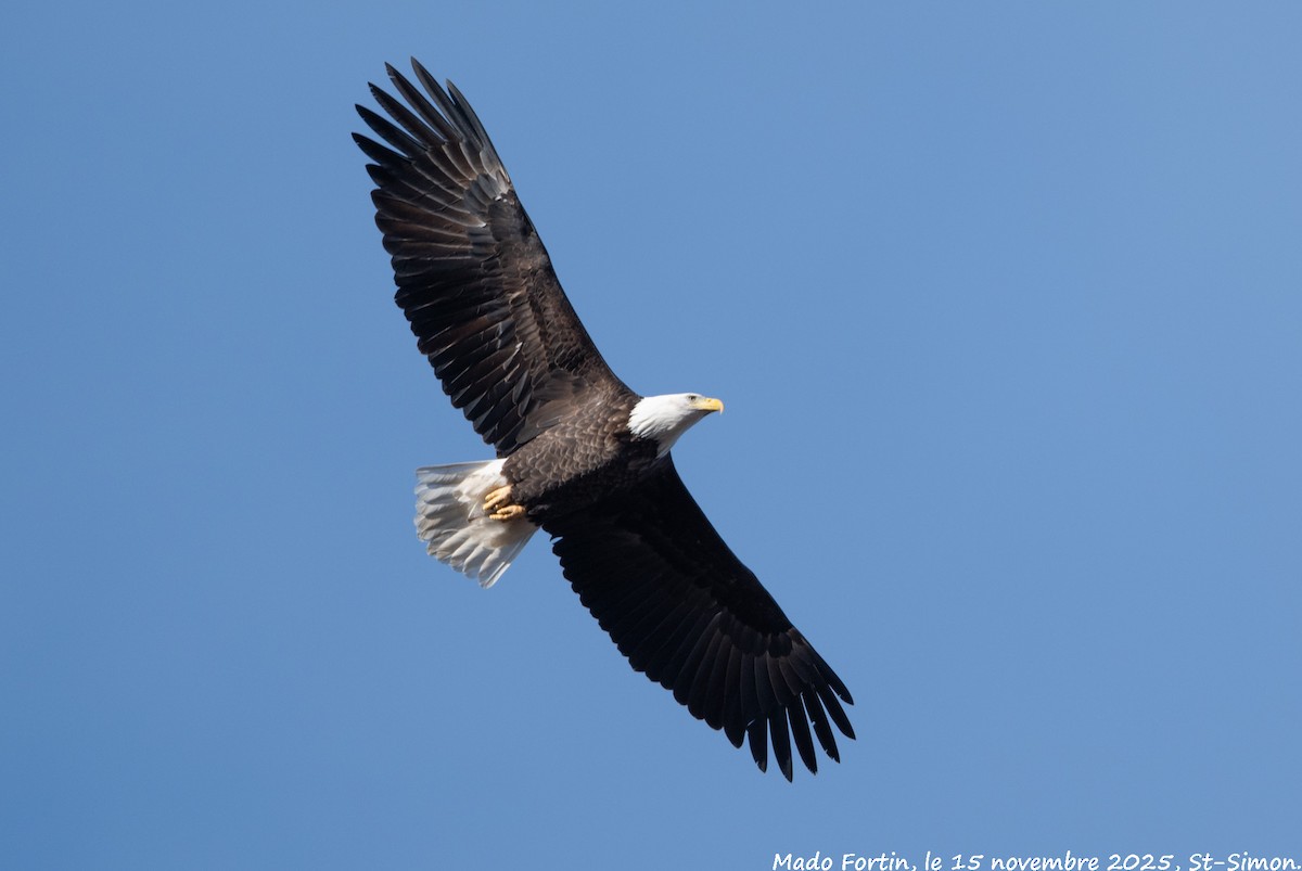 Bald Eagle - ML645275679