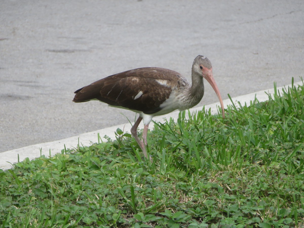 Ібіс білий - ML645275686