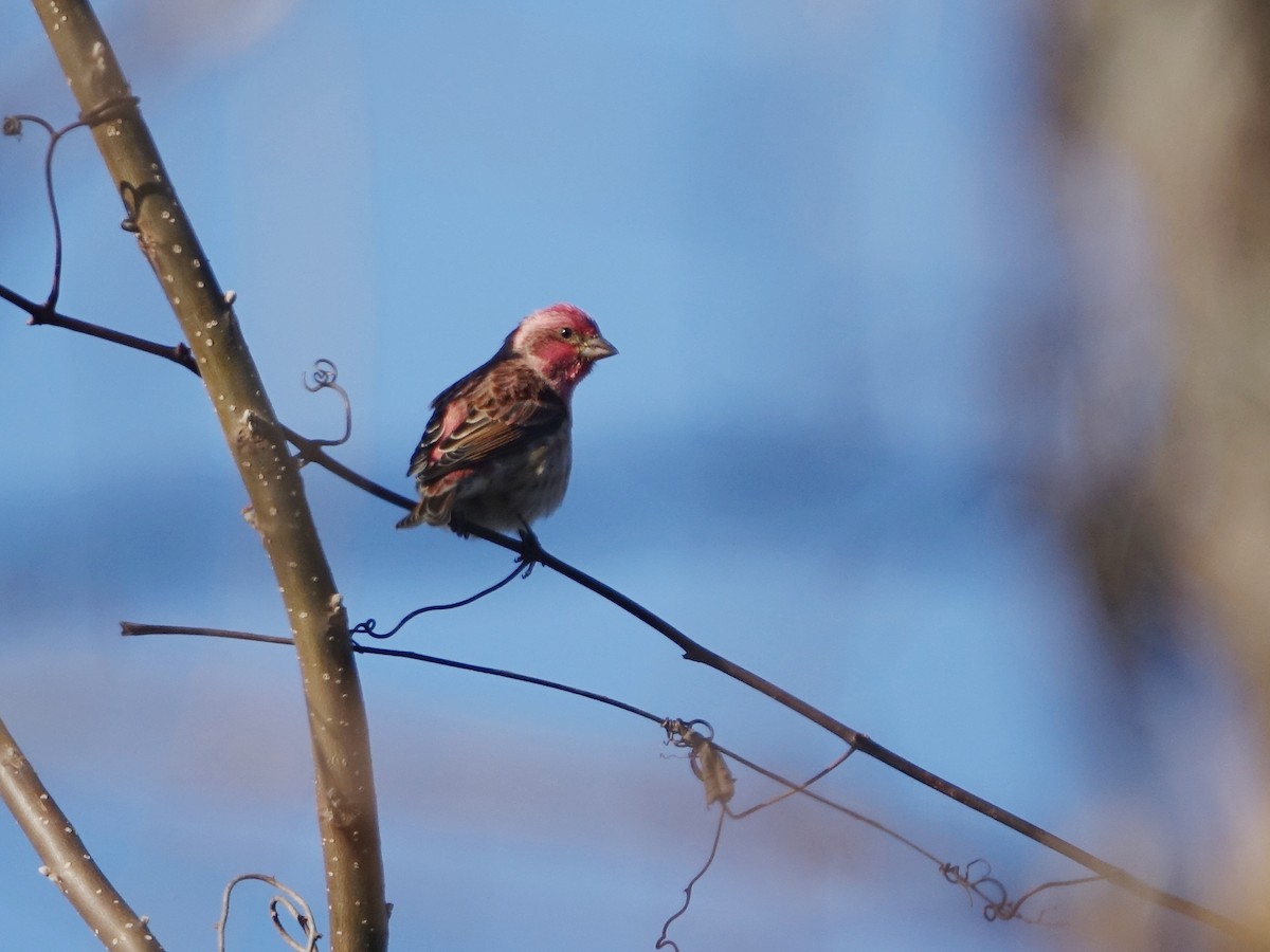 purpurfink - ML645275687