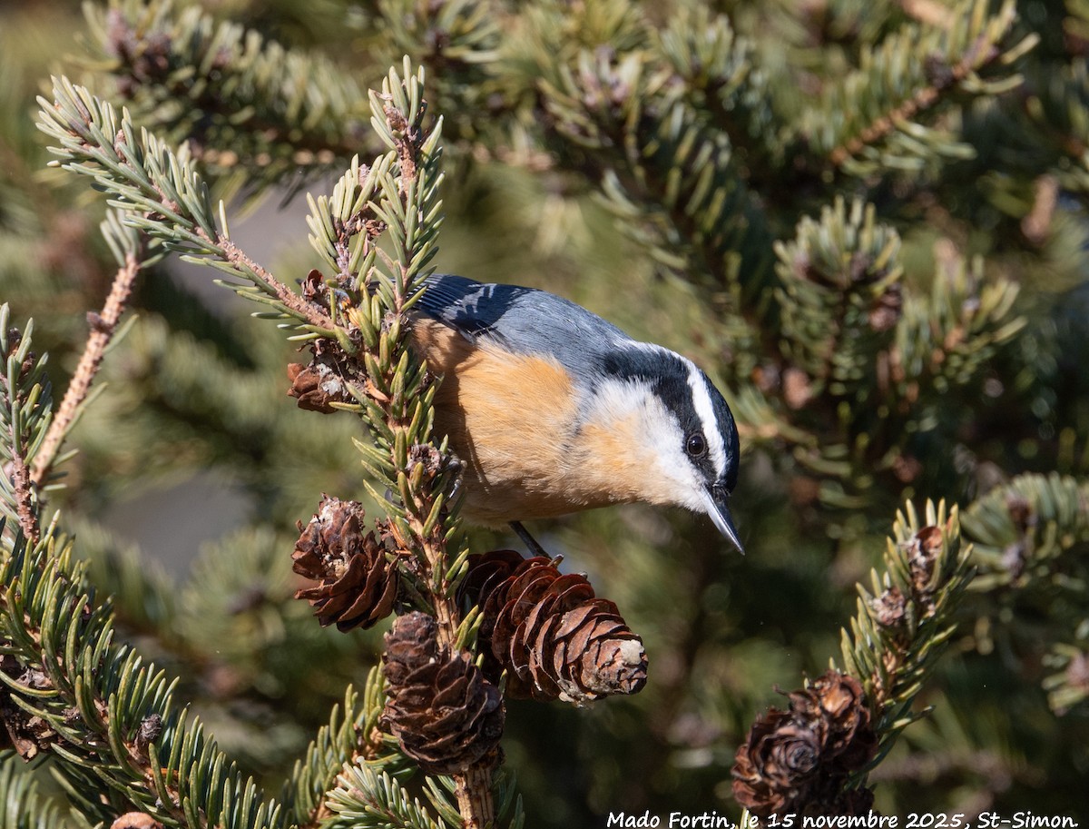 Red-breasted Nuthatch - ML645275690