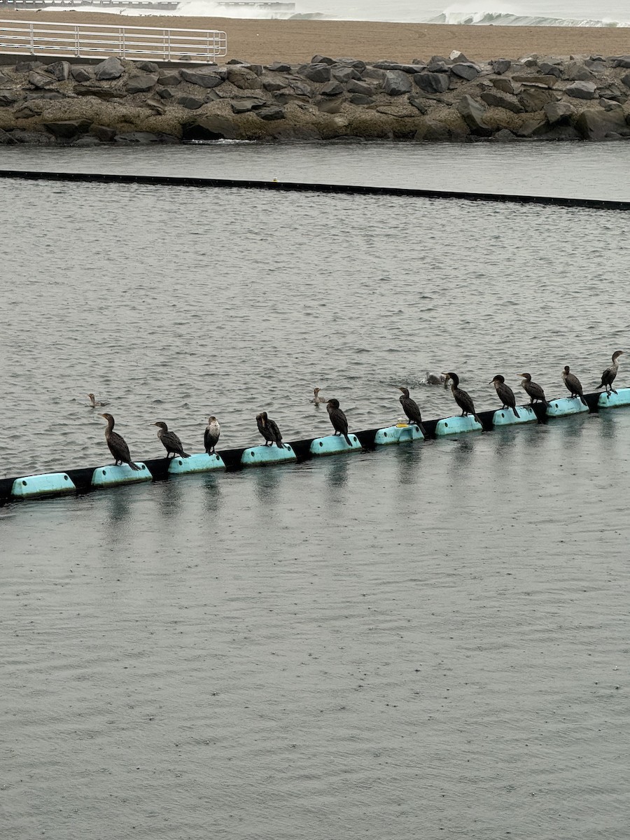 Double-crested Cormorant - ML645275691