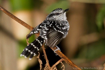 Scaled Antbird - ML645275692