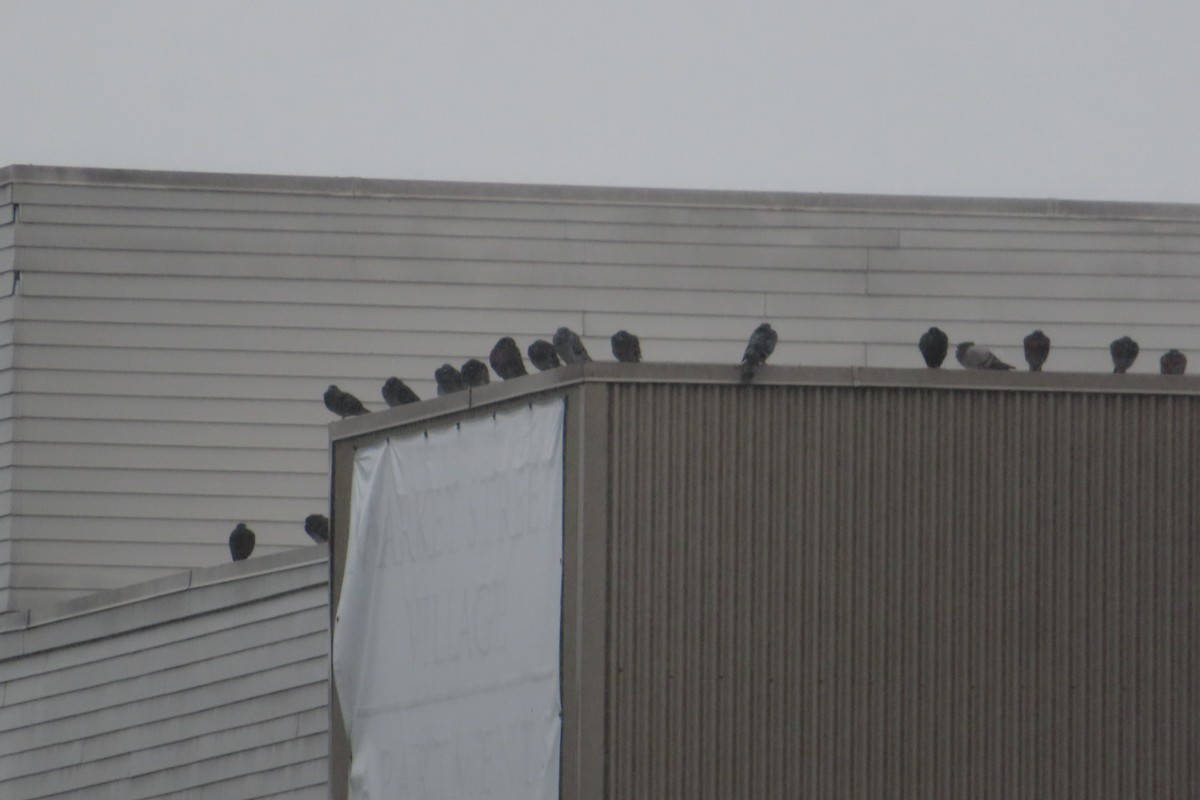 野鴿(野化) - ML645275694