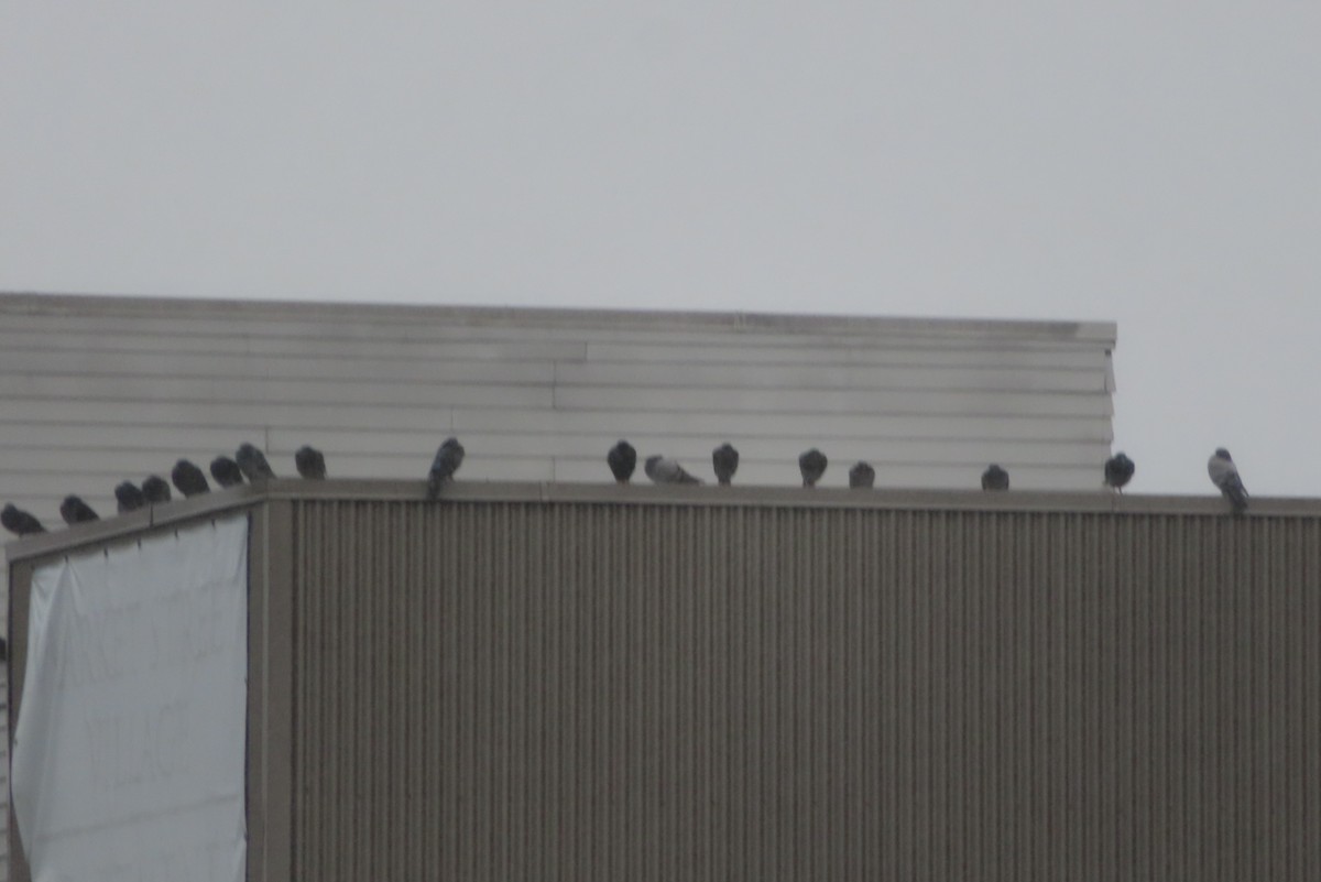 野鴿(野化) - ML645275696