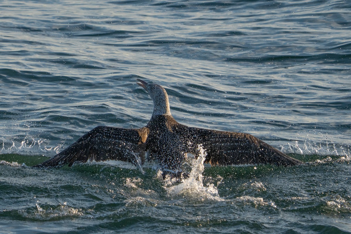 Alcatraz Atlántico - ML645275703