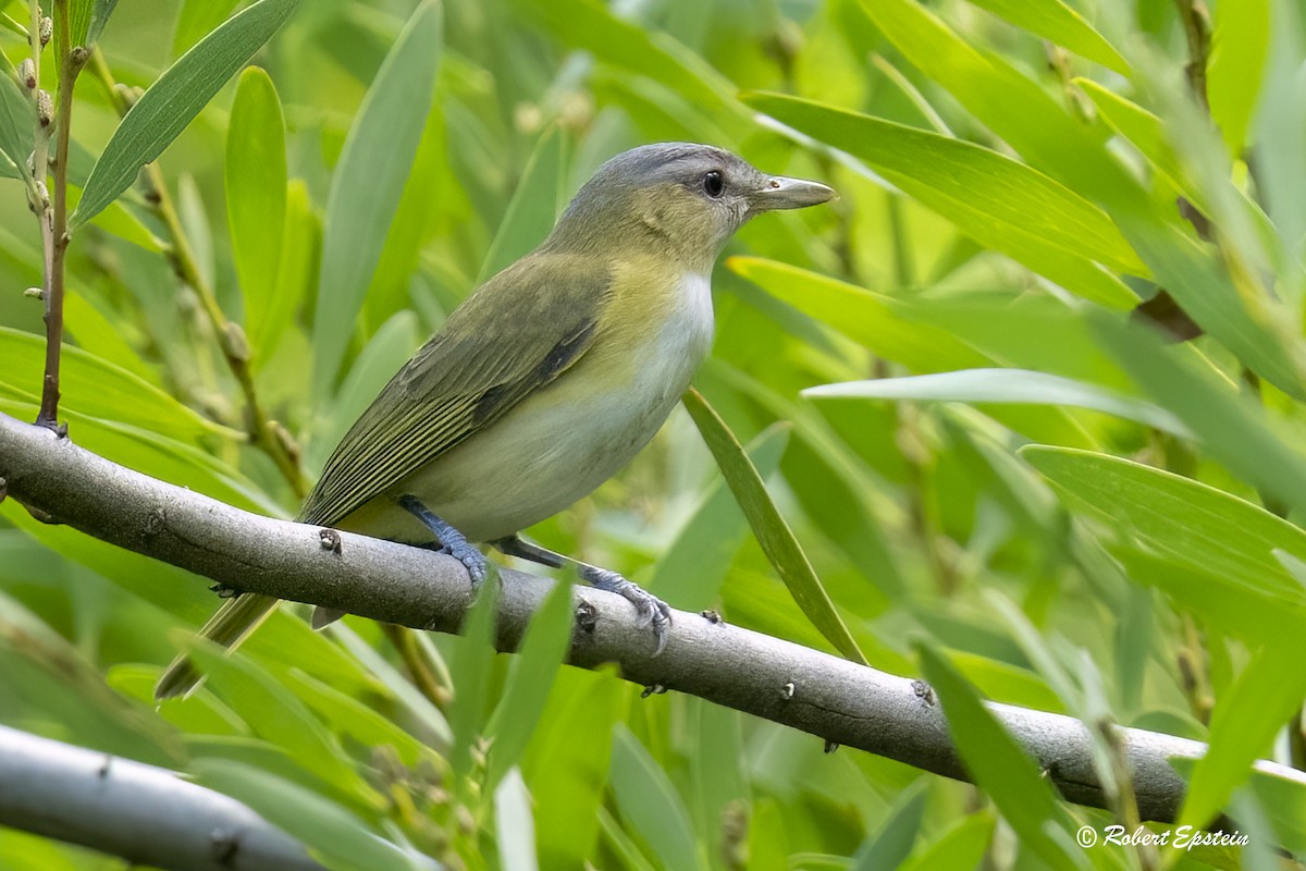 Yellow-green Vireo - ML645275704