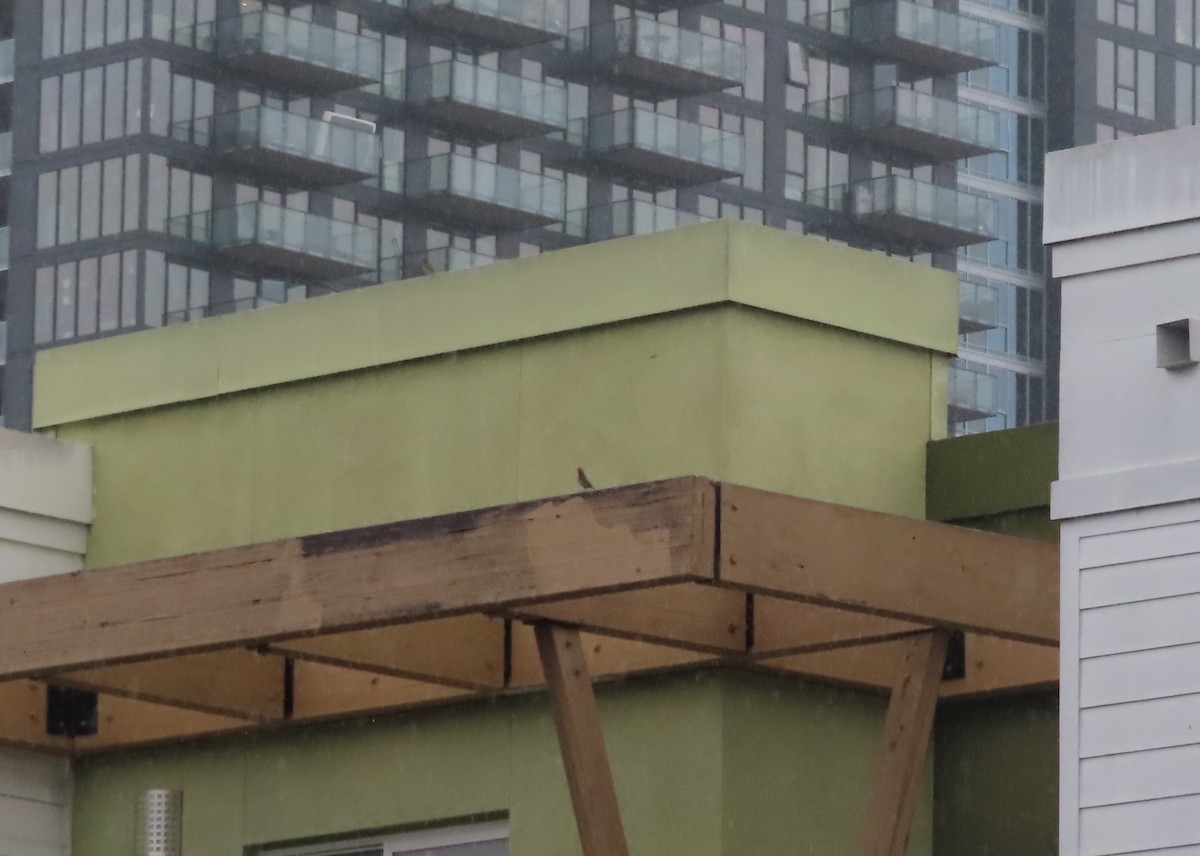 House Finch - ML645275706