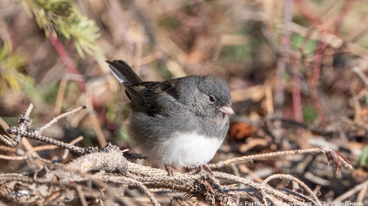 Dark-eyed Junco - ML645275708