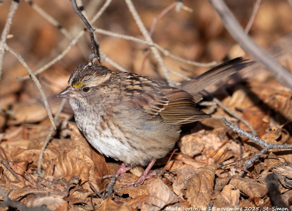 White-throated Sparrow - ML645275714