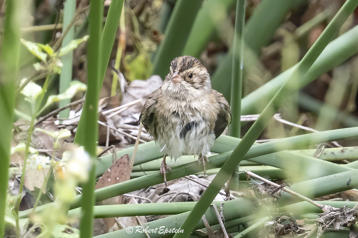 Clay-colored Sparrow - ML645275715