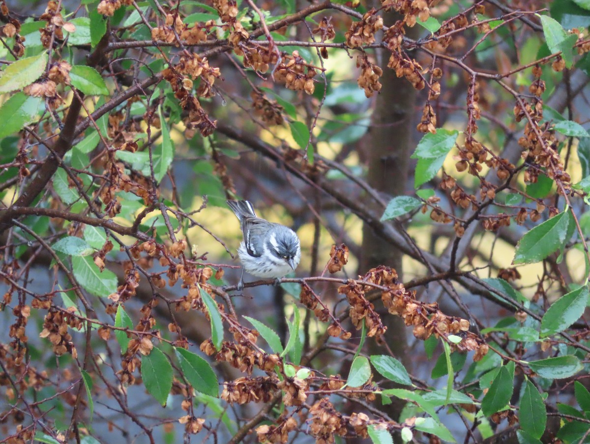 Black-throated Gray Warbler - ML645275720