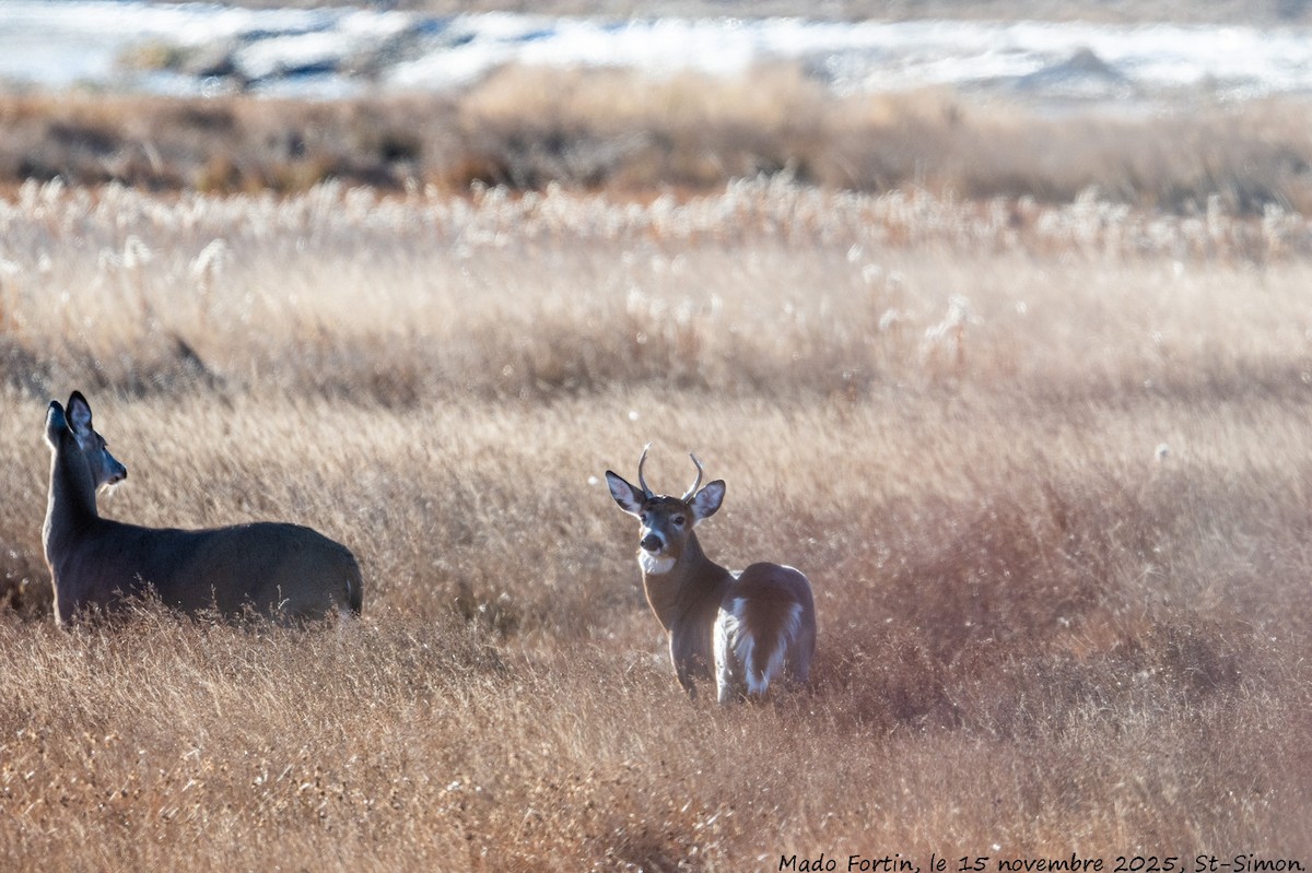 Animals - ML645275726