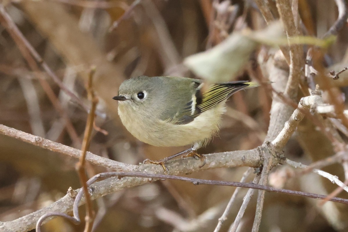 Ruby-crowned Kinglet - ML645275733