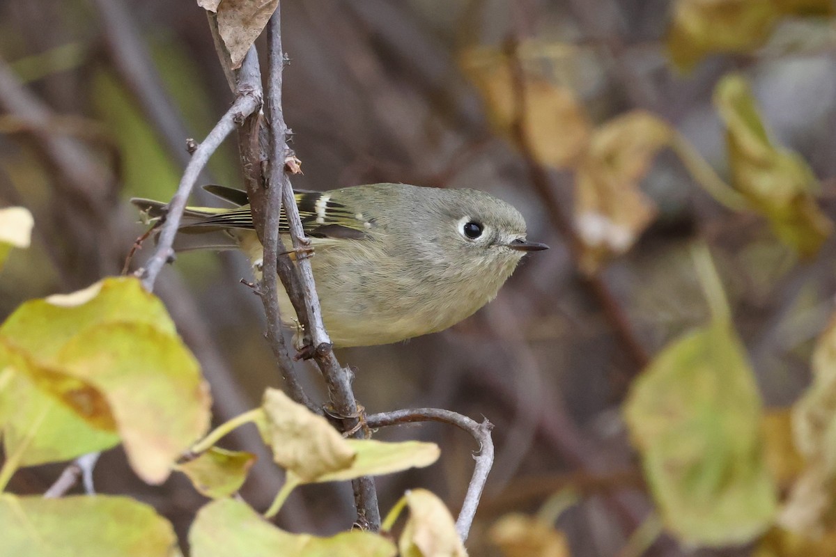 Ruby-crowned Kinglet - ML645275734