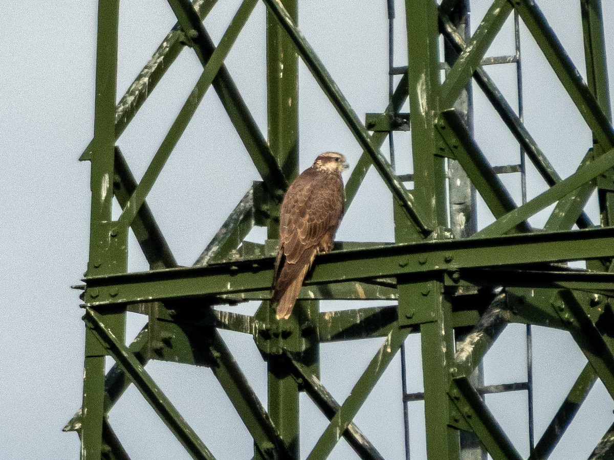 Балабан - ML645275736