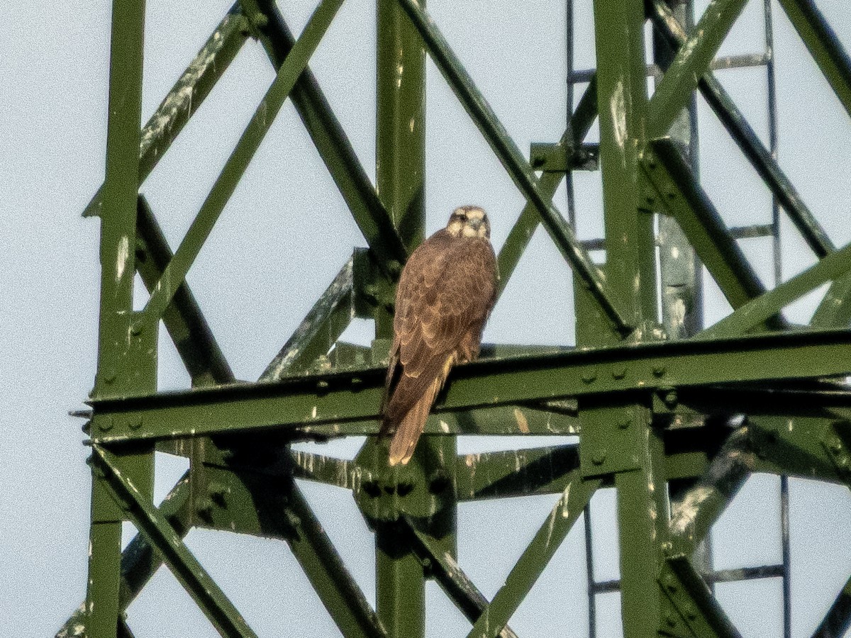 Балабан - ML645275737