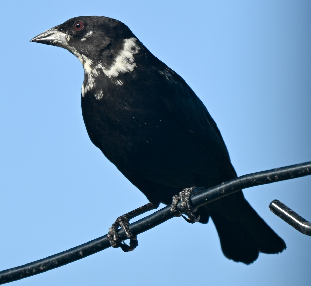 Bronzed Cowbird - ML645275745