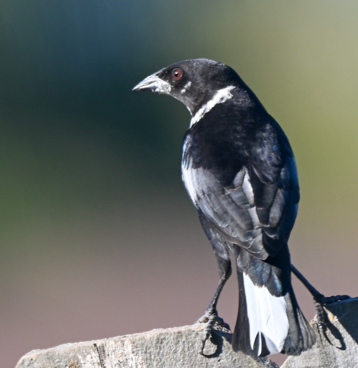 Bronzed Cowbird - ML645275746