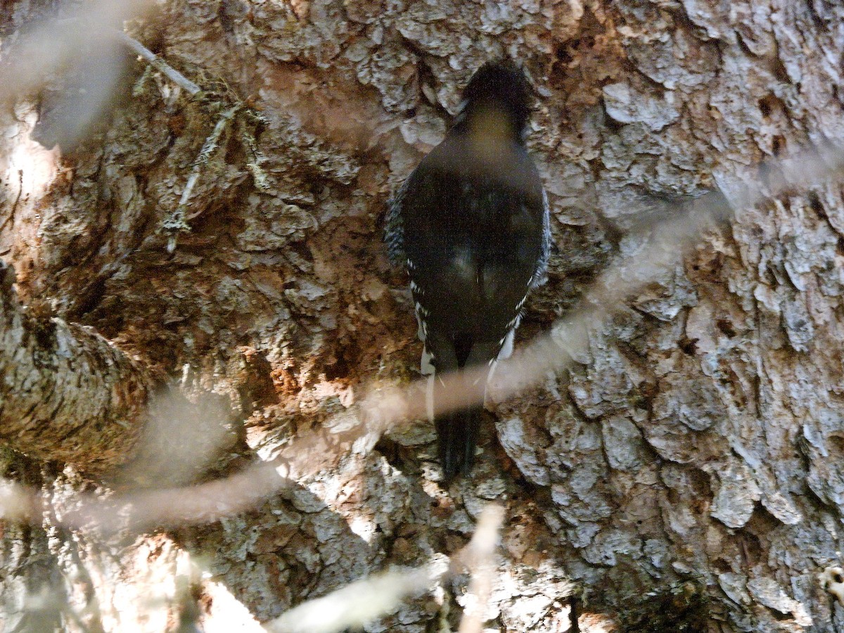 Black-backed Woodpecker - ML645275769