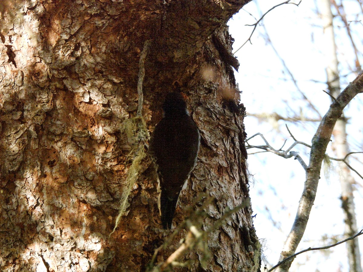 Black-backed Woodpecker - ML645275770